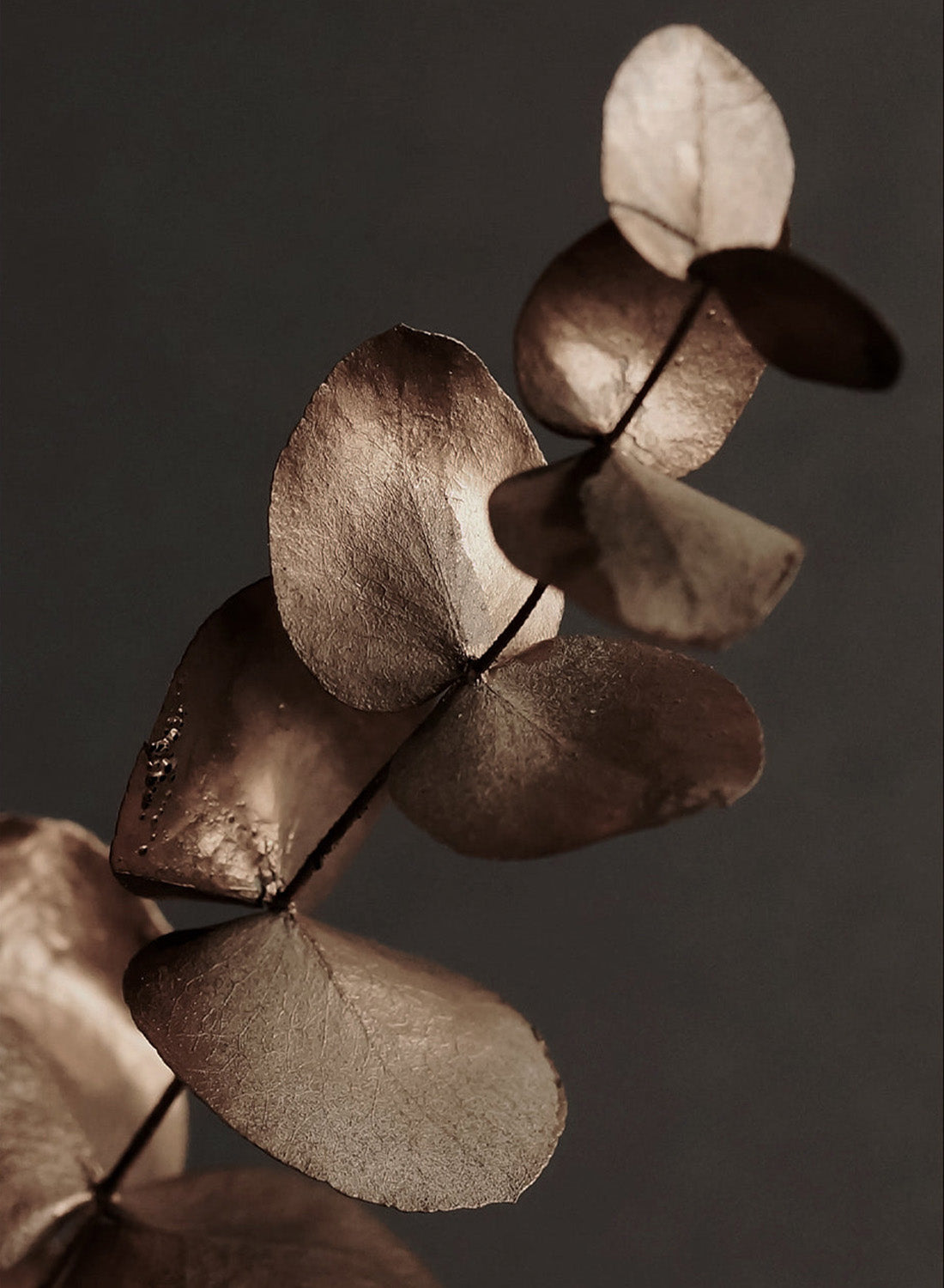 EUCALYPTUS GOLD CANVAS