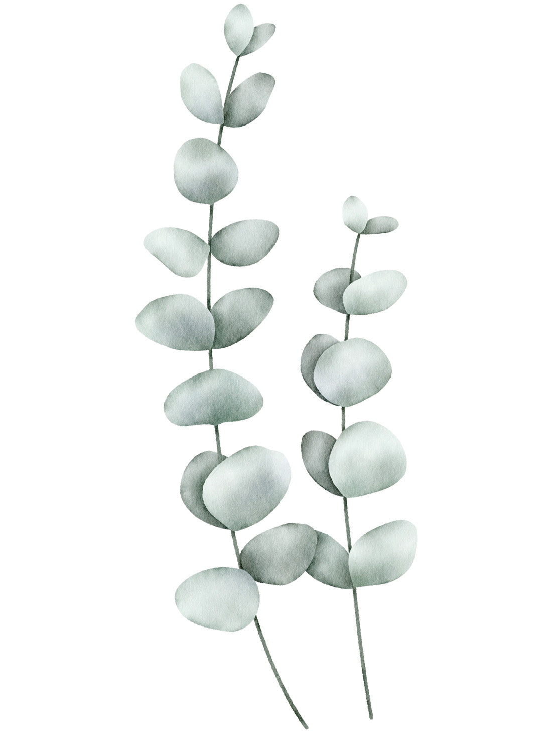 EUCALYPTUS