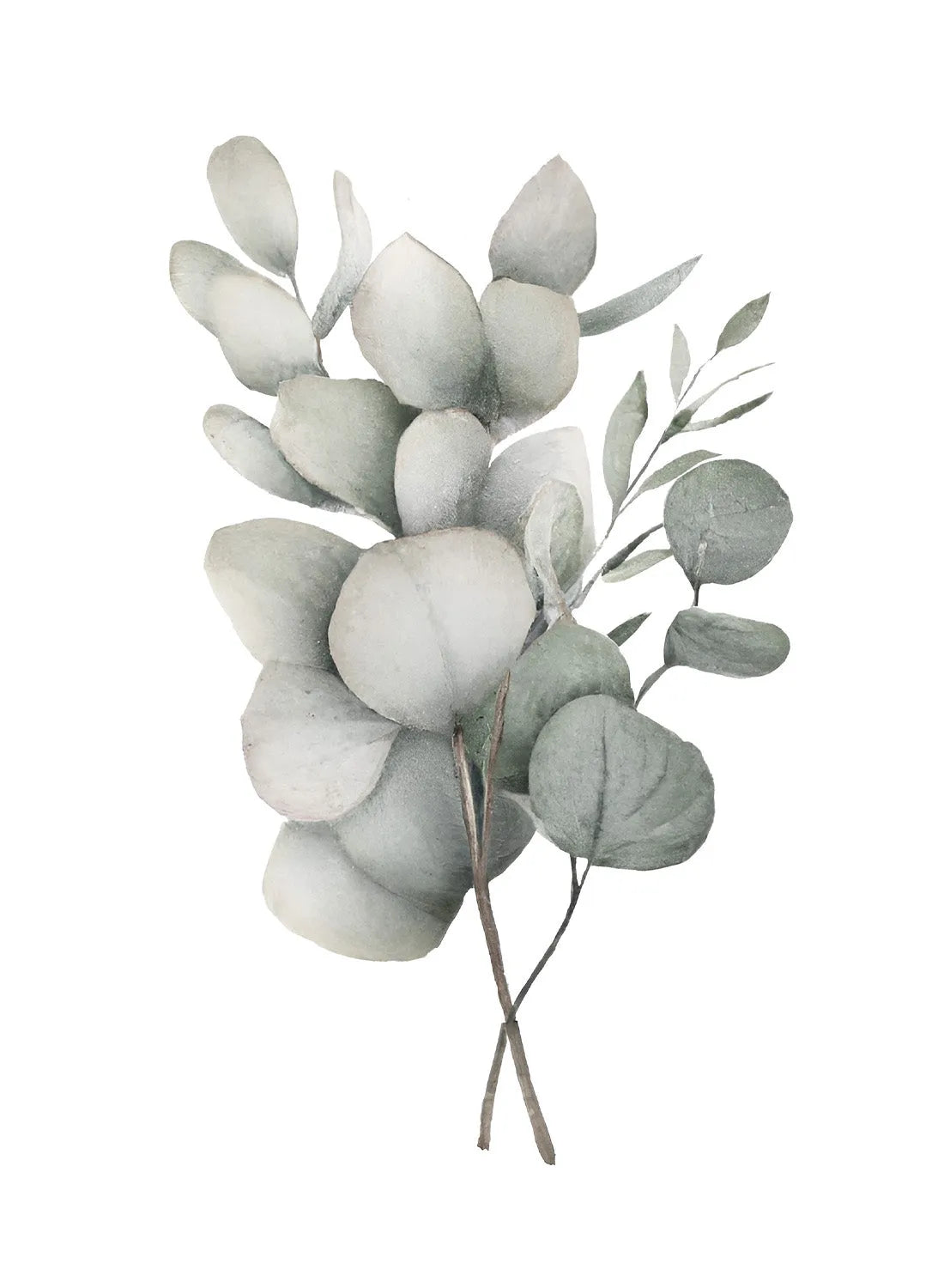 EUCALYPTUS