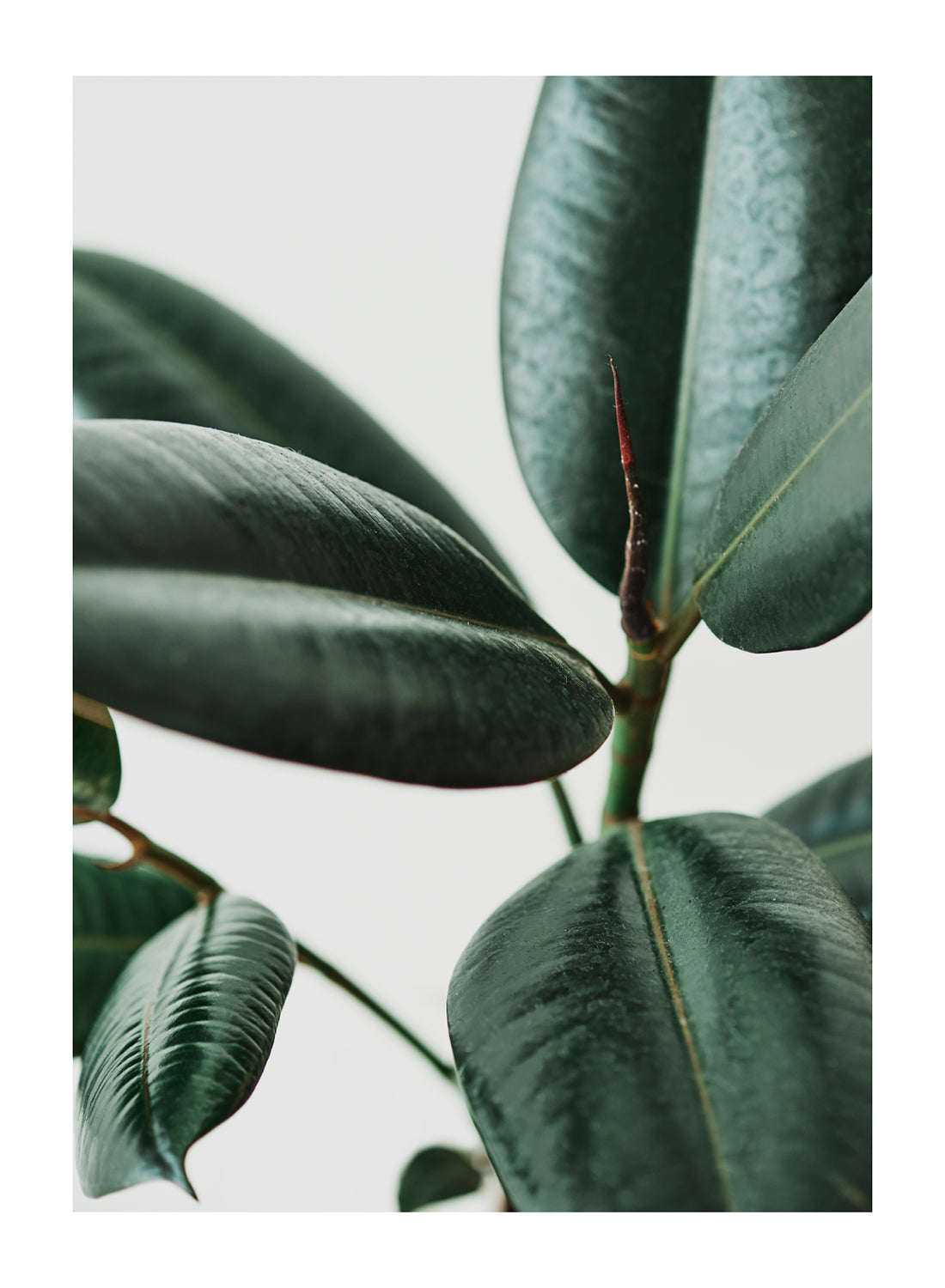 GREEN LEAVES