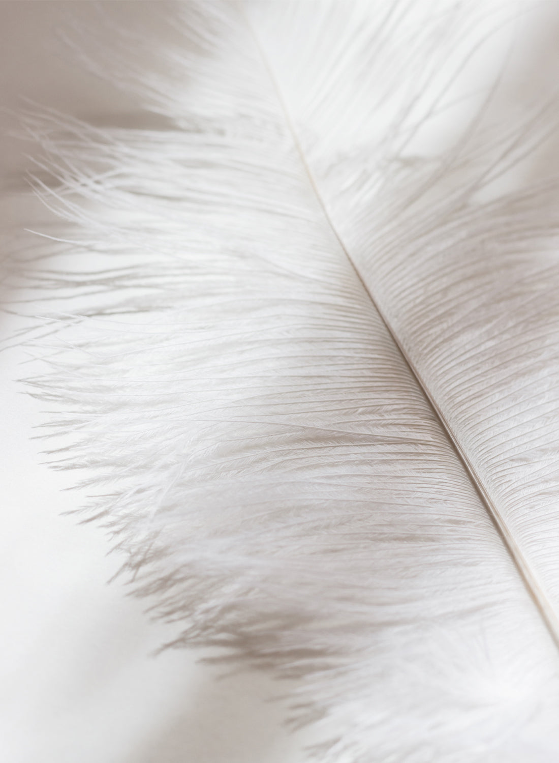 FEATHER