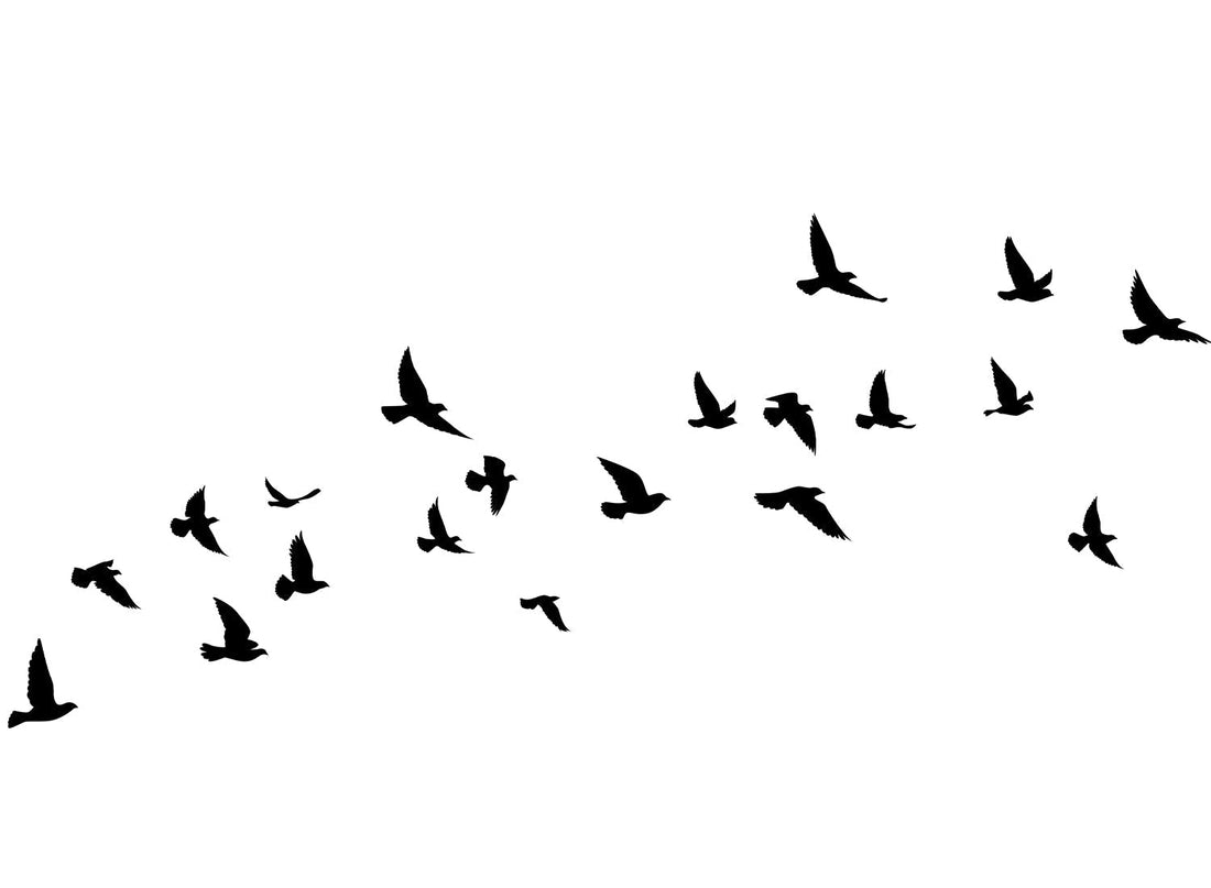 BLACK BIRDS