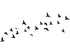 BLACK BIRDS