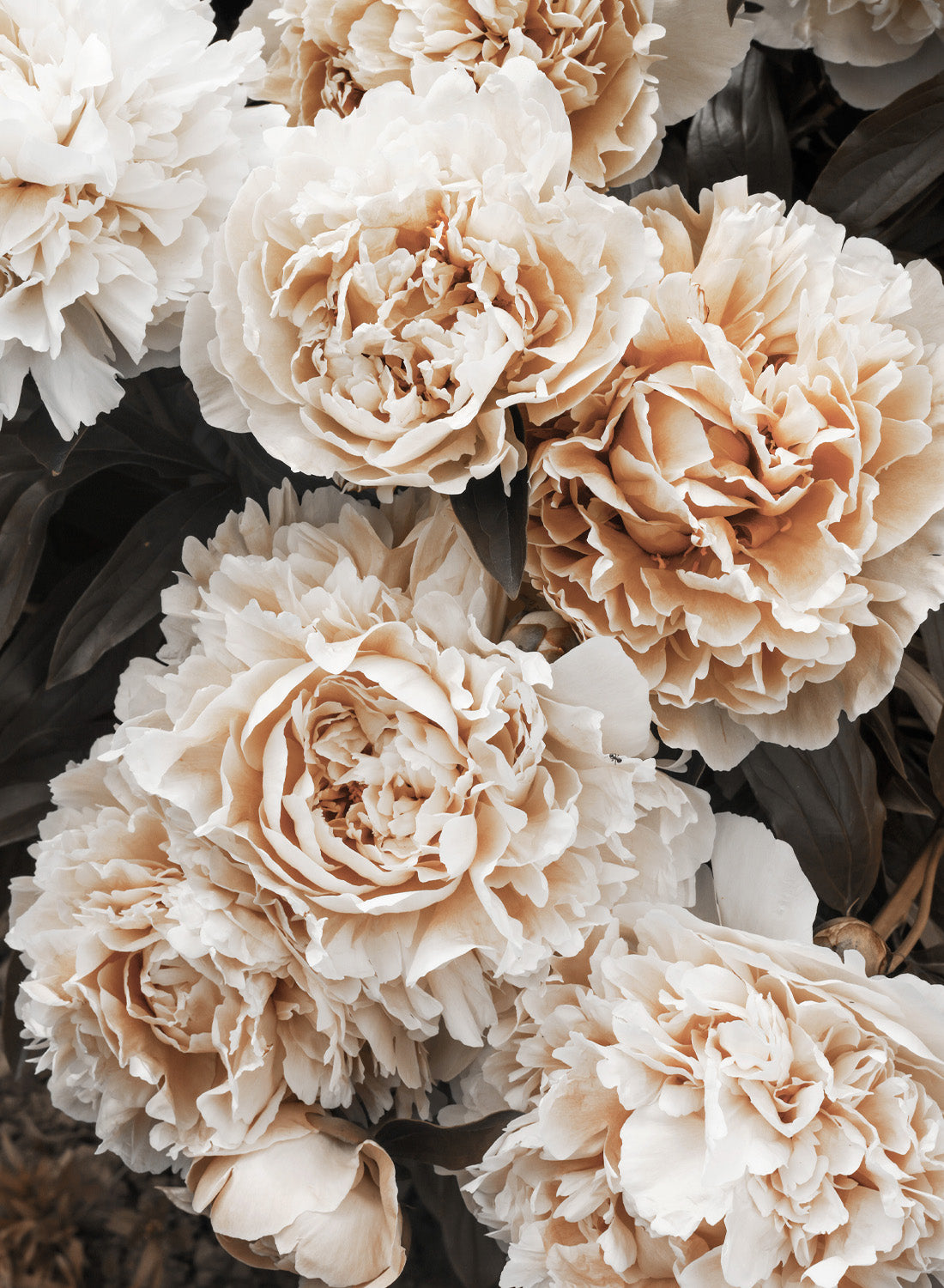 BEIGE PEONY