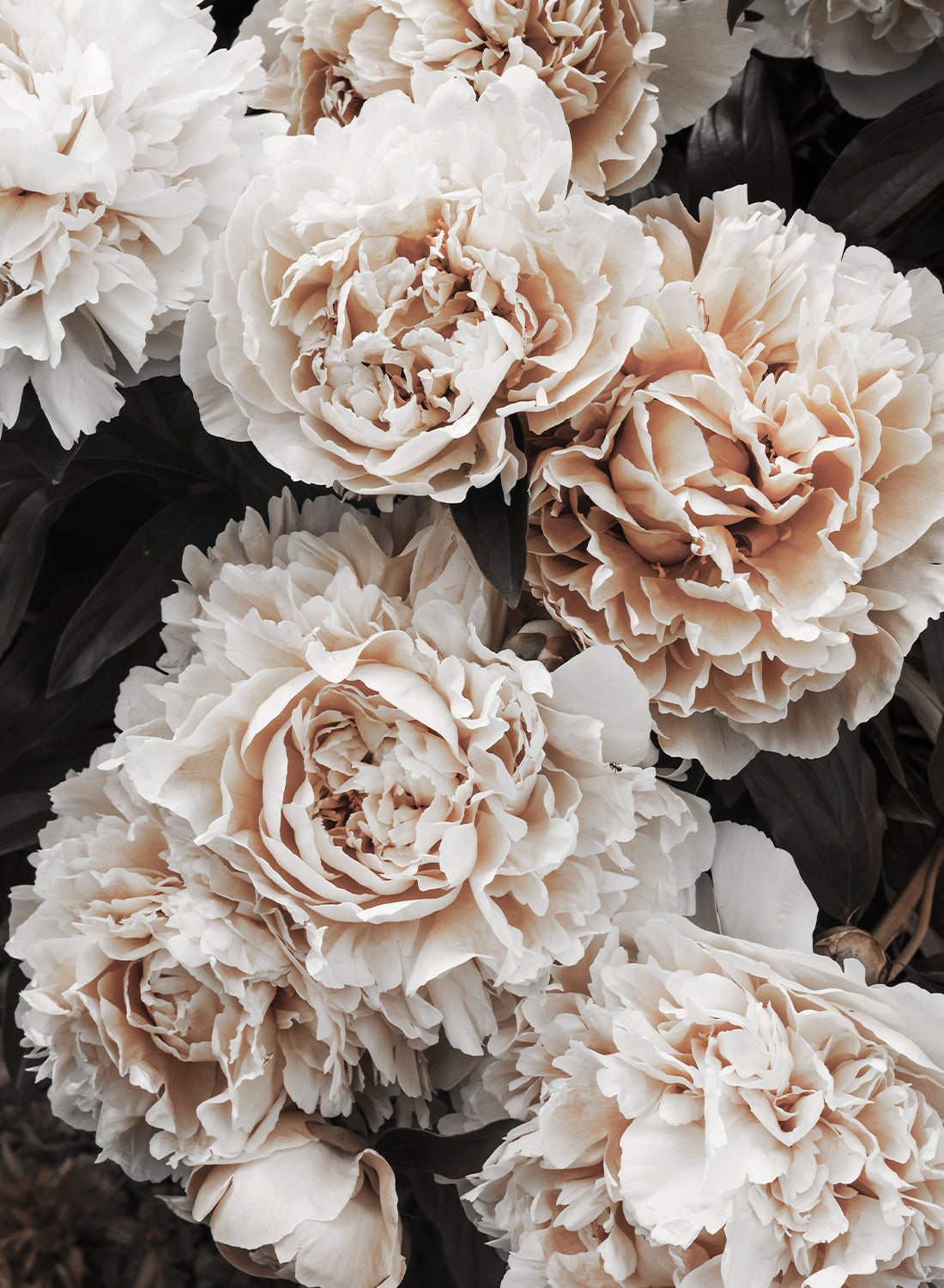 BEIGE PEONY CANVAS