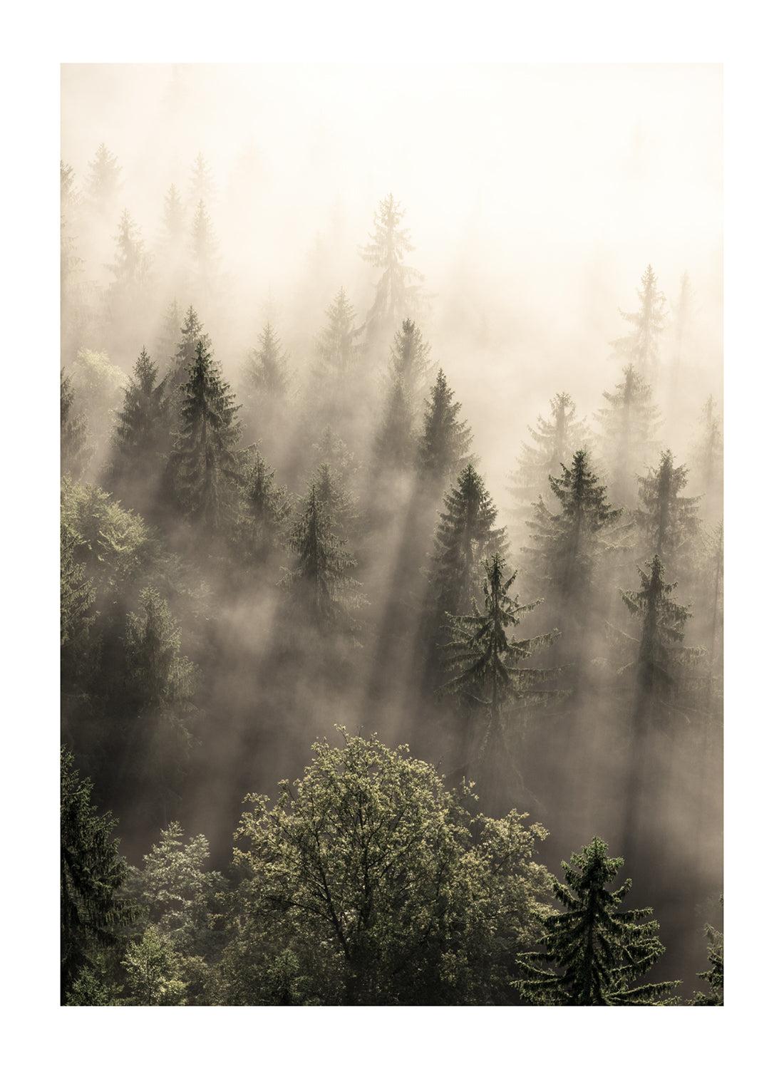 FOREST MORNING