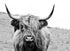 HIGH LAND COW