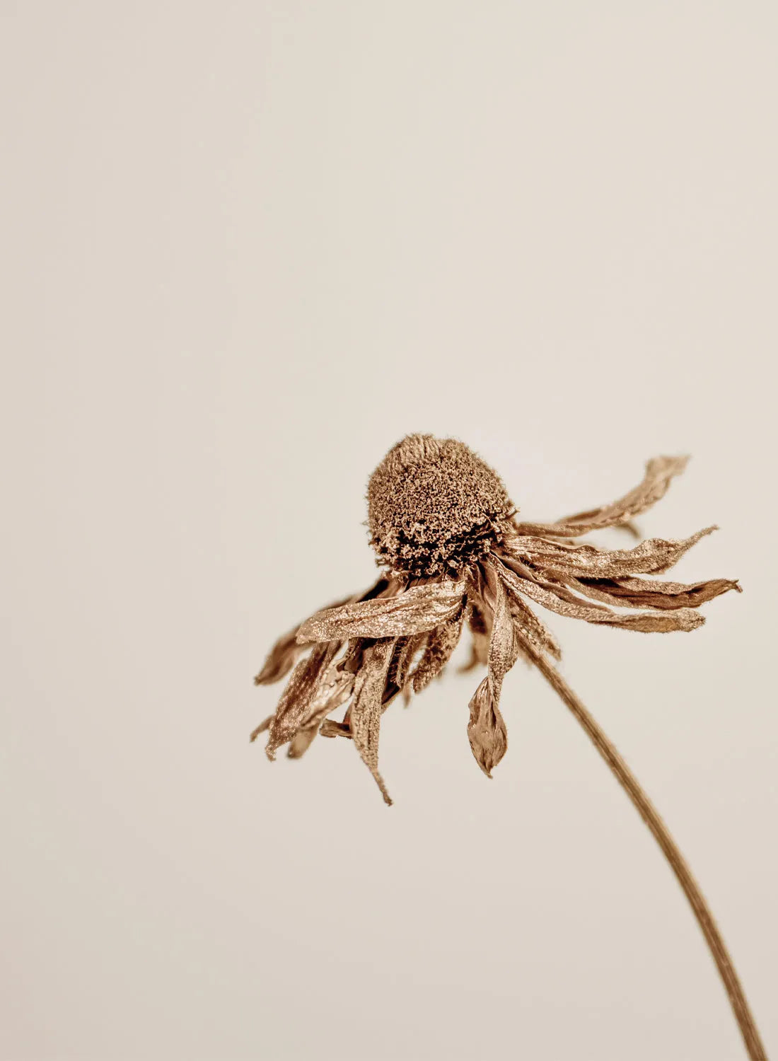 DANDELION GOLD