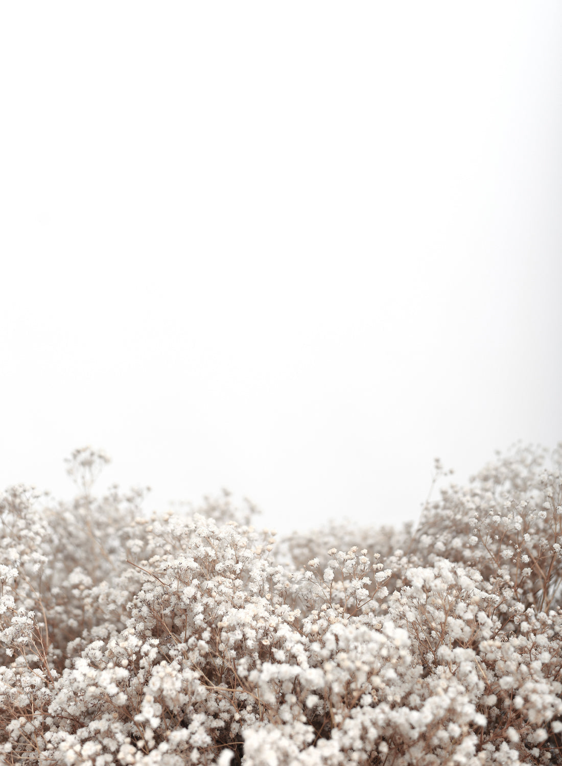 FIELD