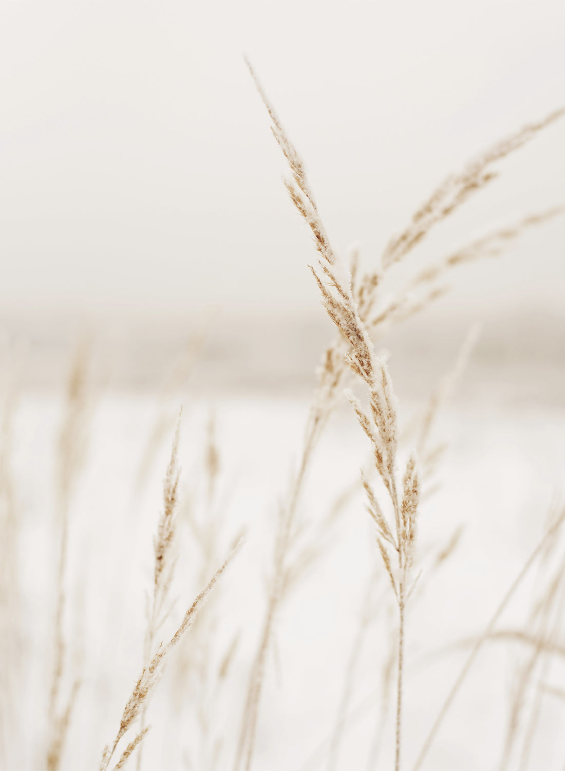 GOLDEN GRASS