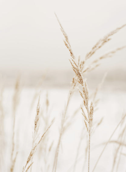 GOLDEN GRASS