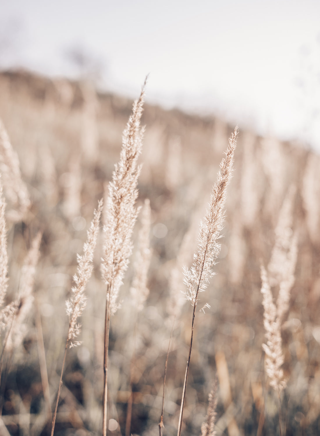 GOLD GRASS