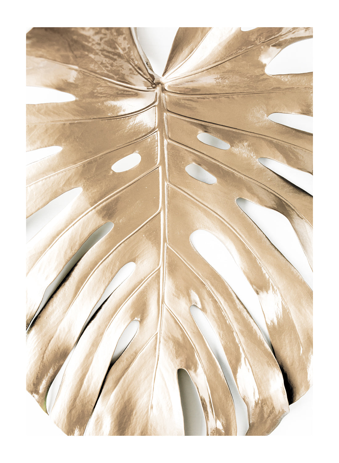 GOLD MONSTERA