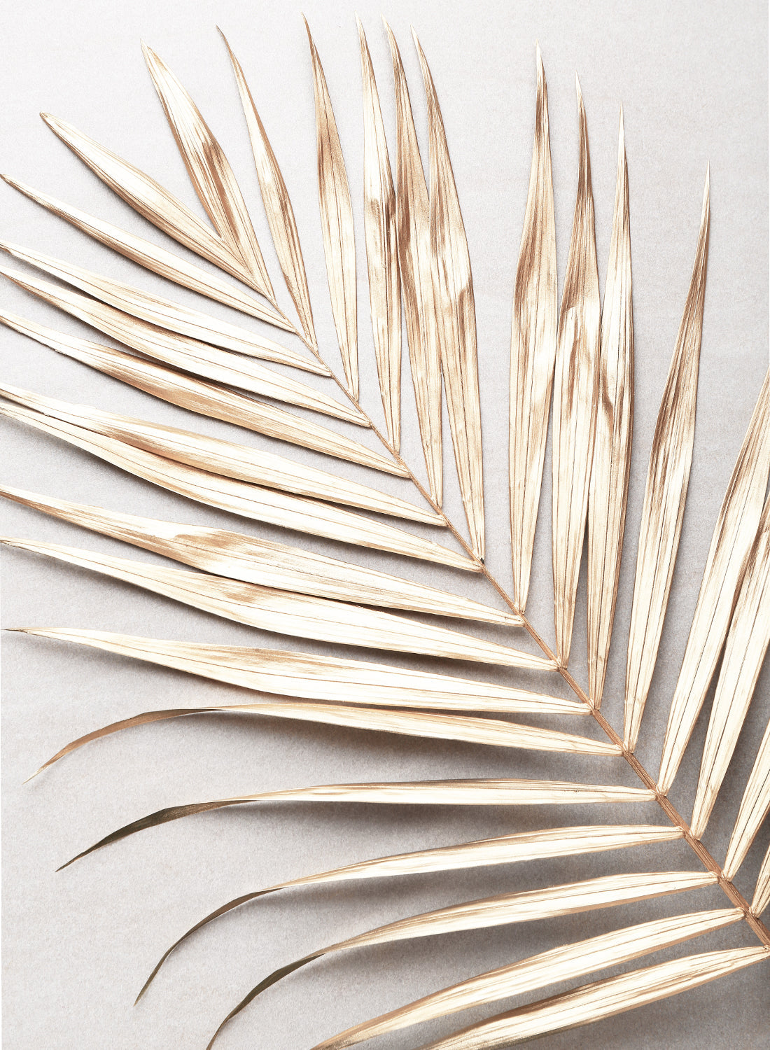 GOLD PALM