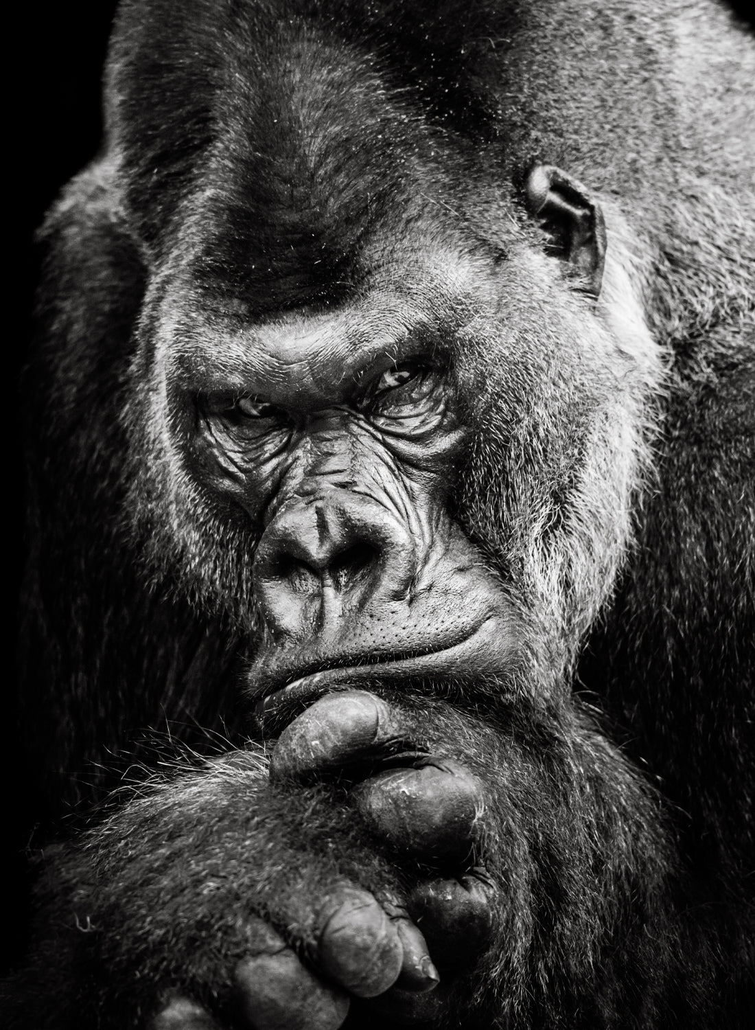 GORILLA