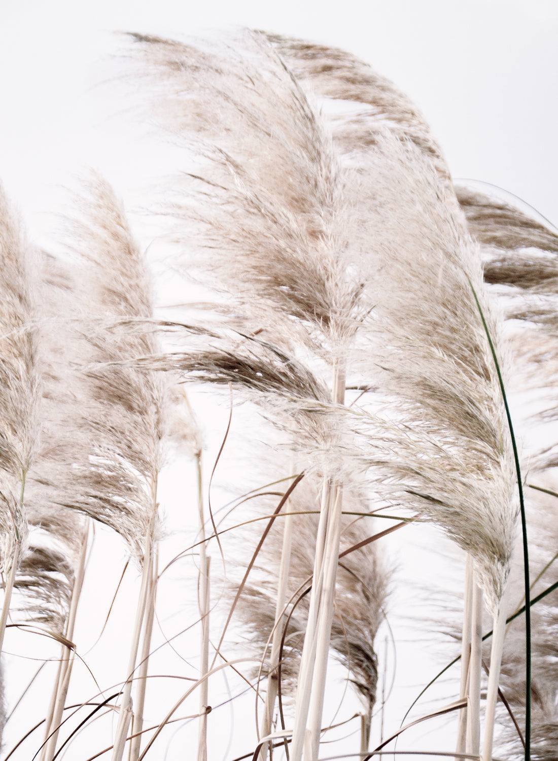 GRASS BEIGE