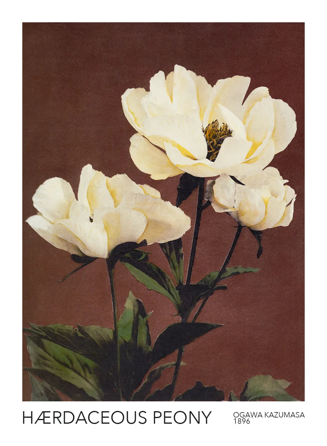 HÆRDACEOUS PEONY