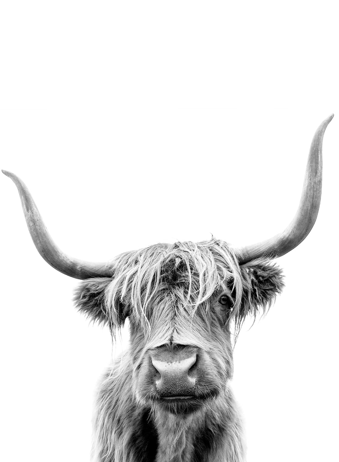HIGHLAND COW