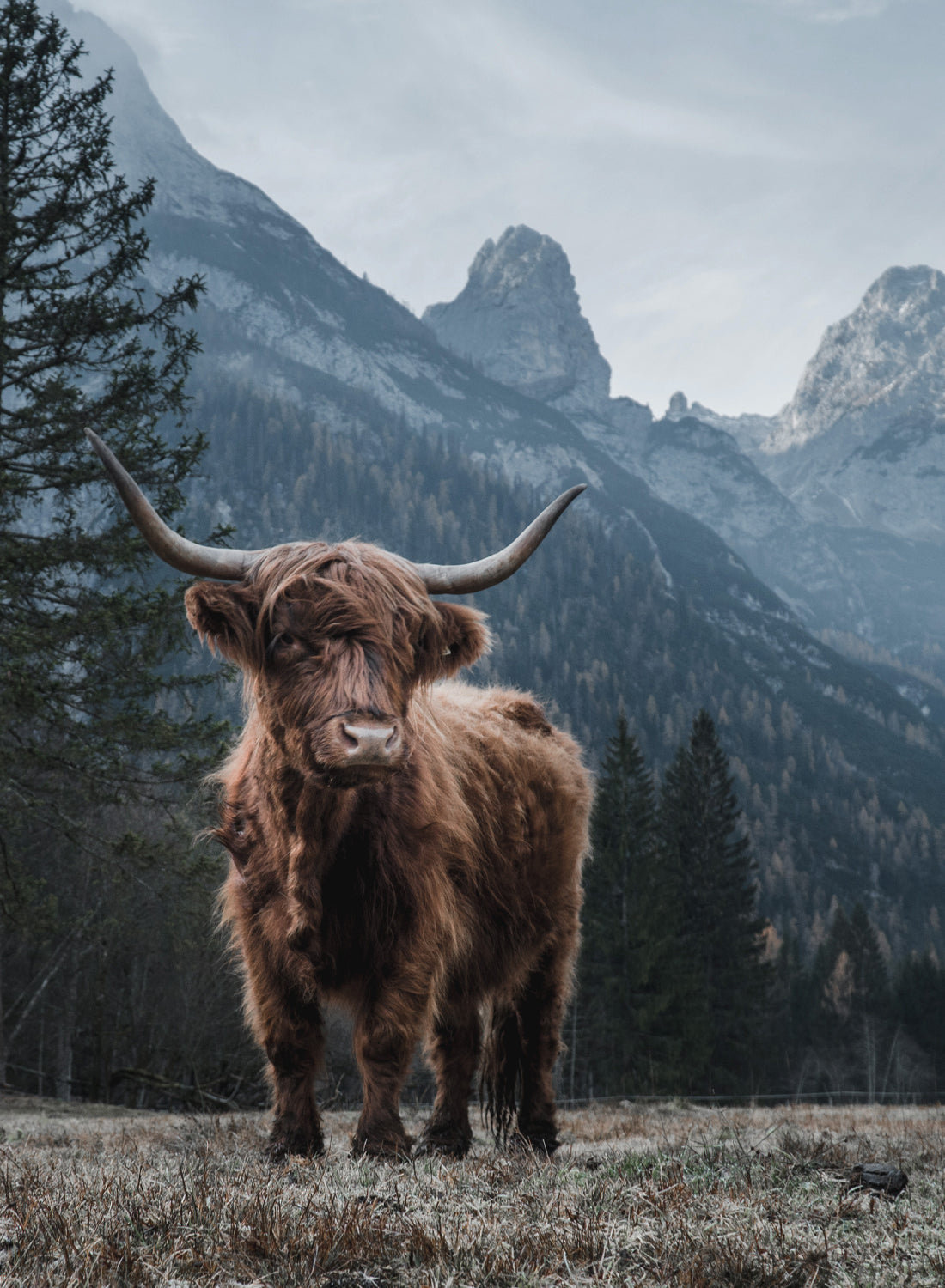 HIGHLAND