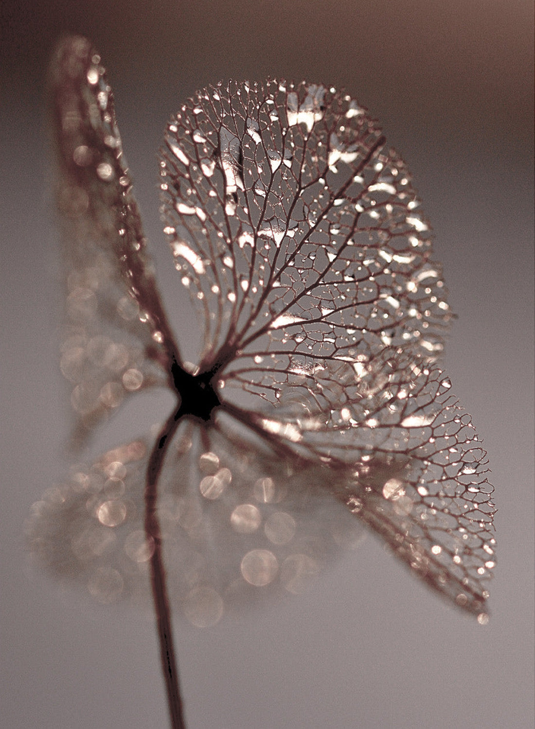 HYDRANGEA CANVAS
