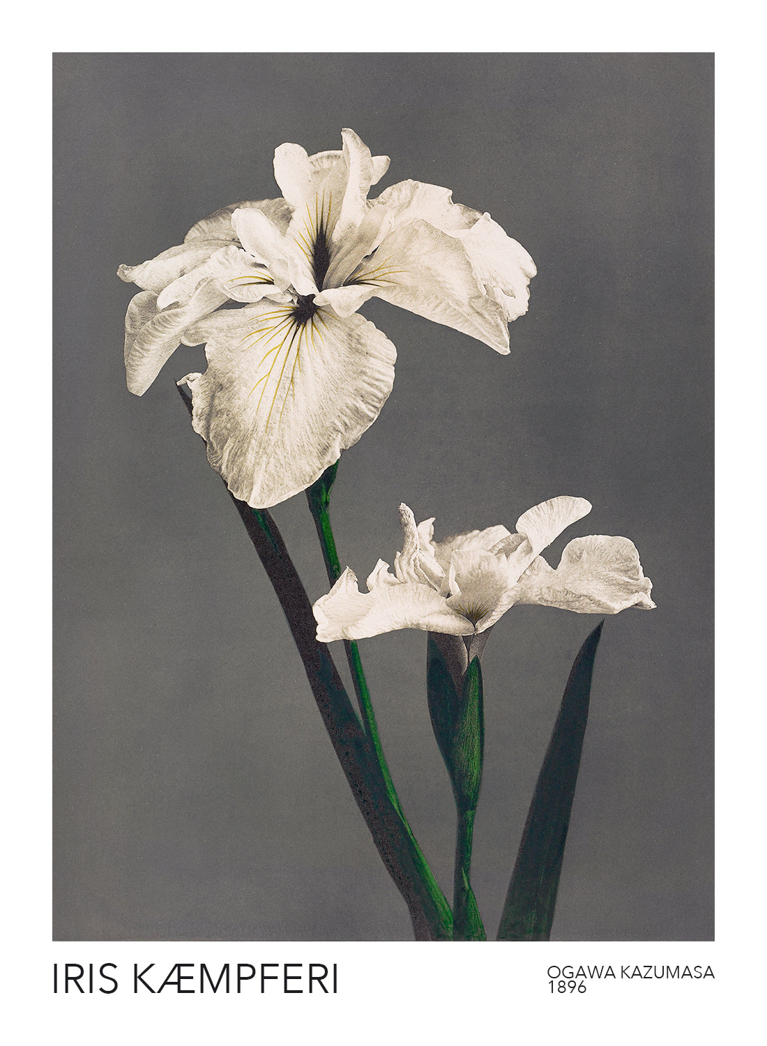 IRIS KÆMPFERI