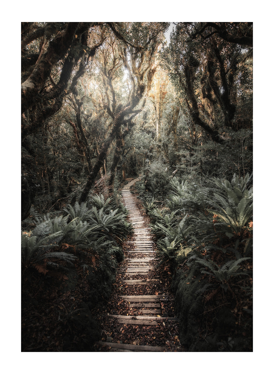 JUNGLE