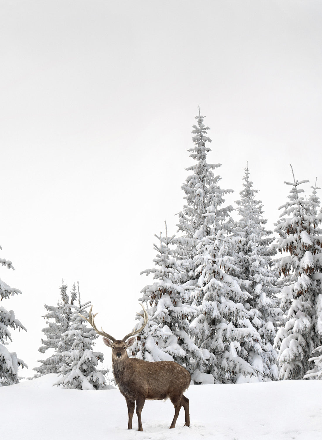 FROSTY DEER