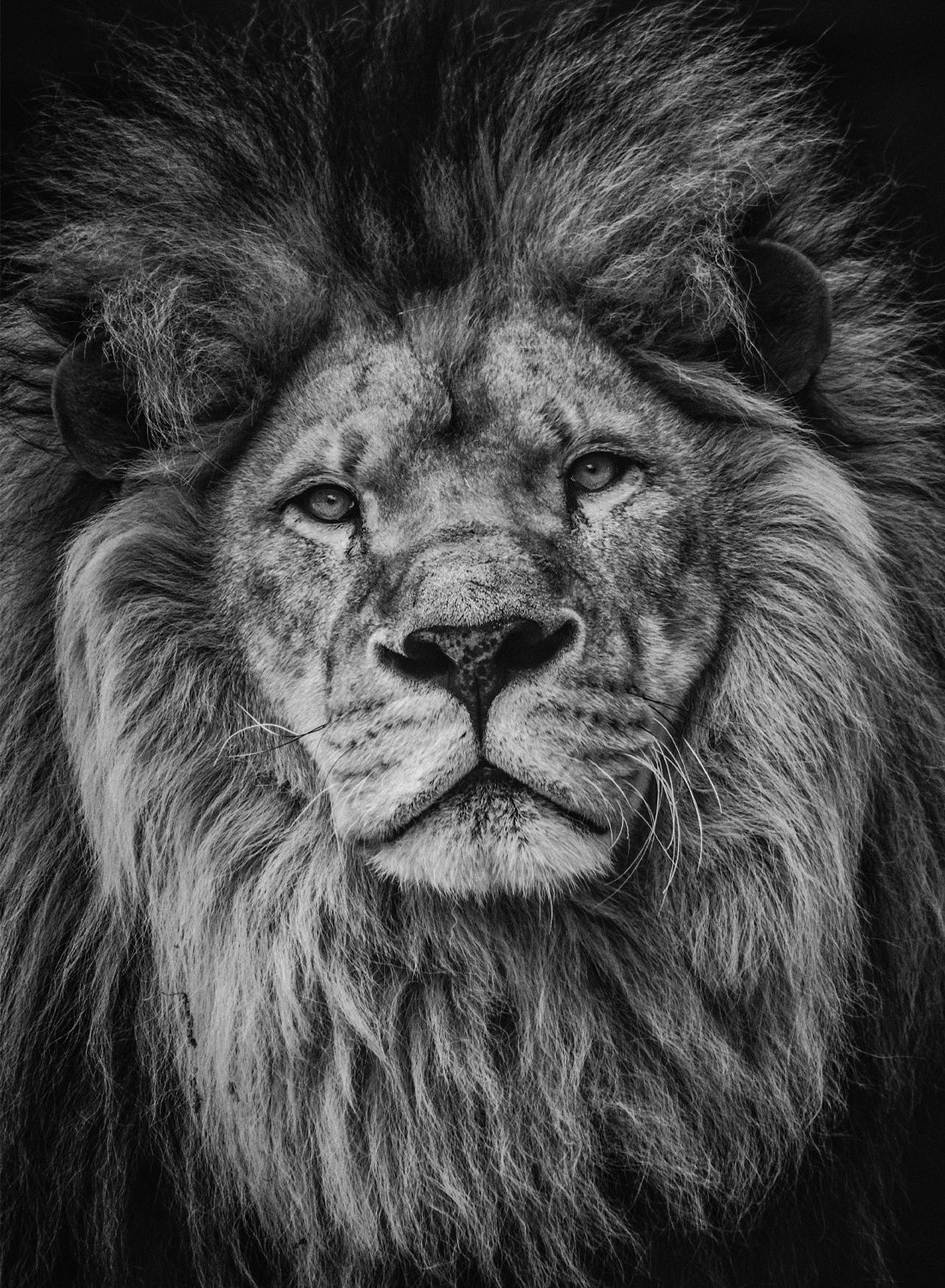 LION NO1