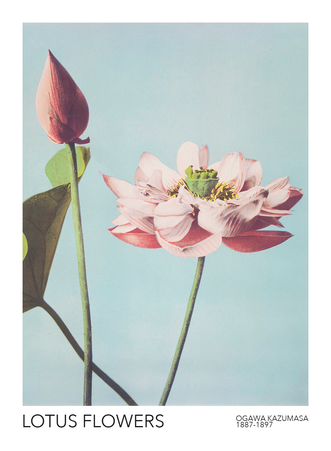 LOTUS FLOWERS