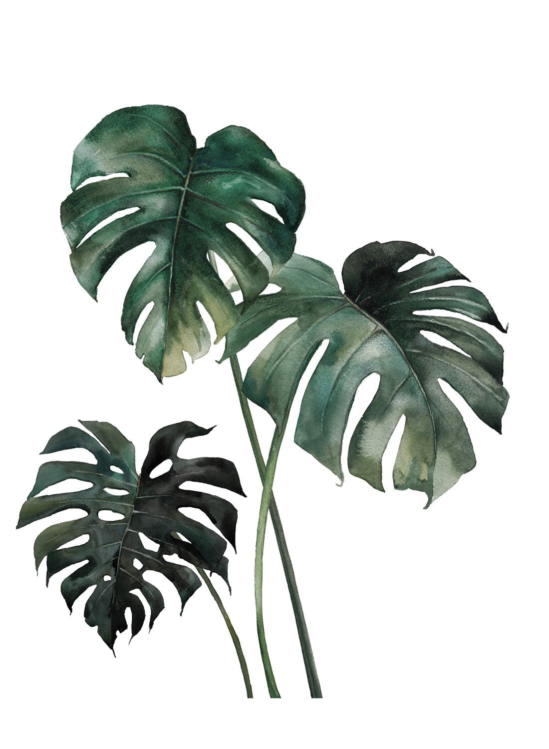MONSTERA