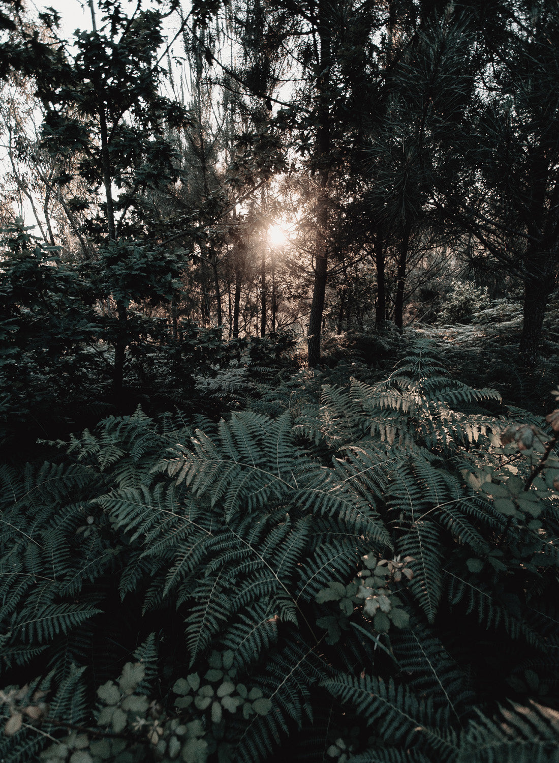 MORNING IN FOREST