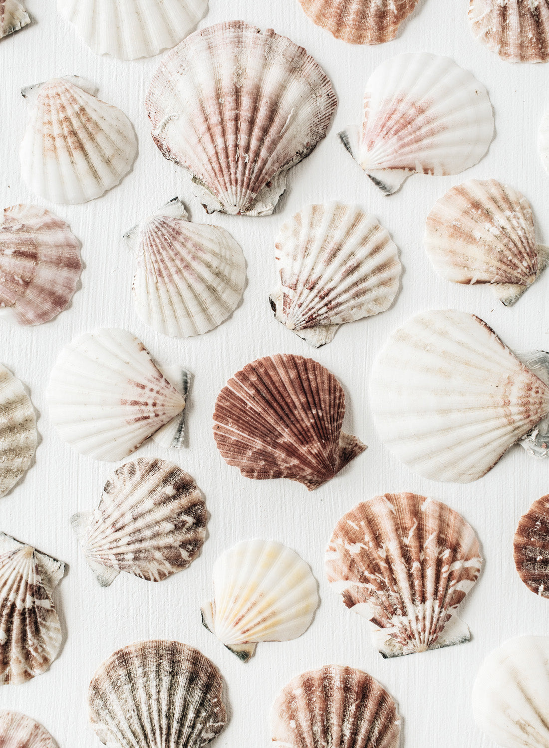 BEAUTY OF THE SHELLS