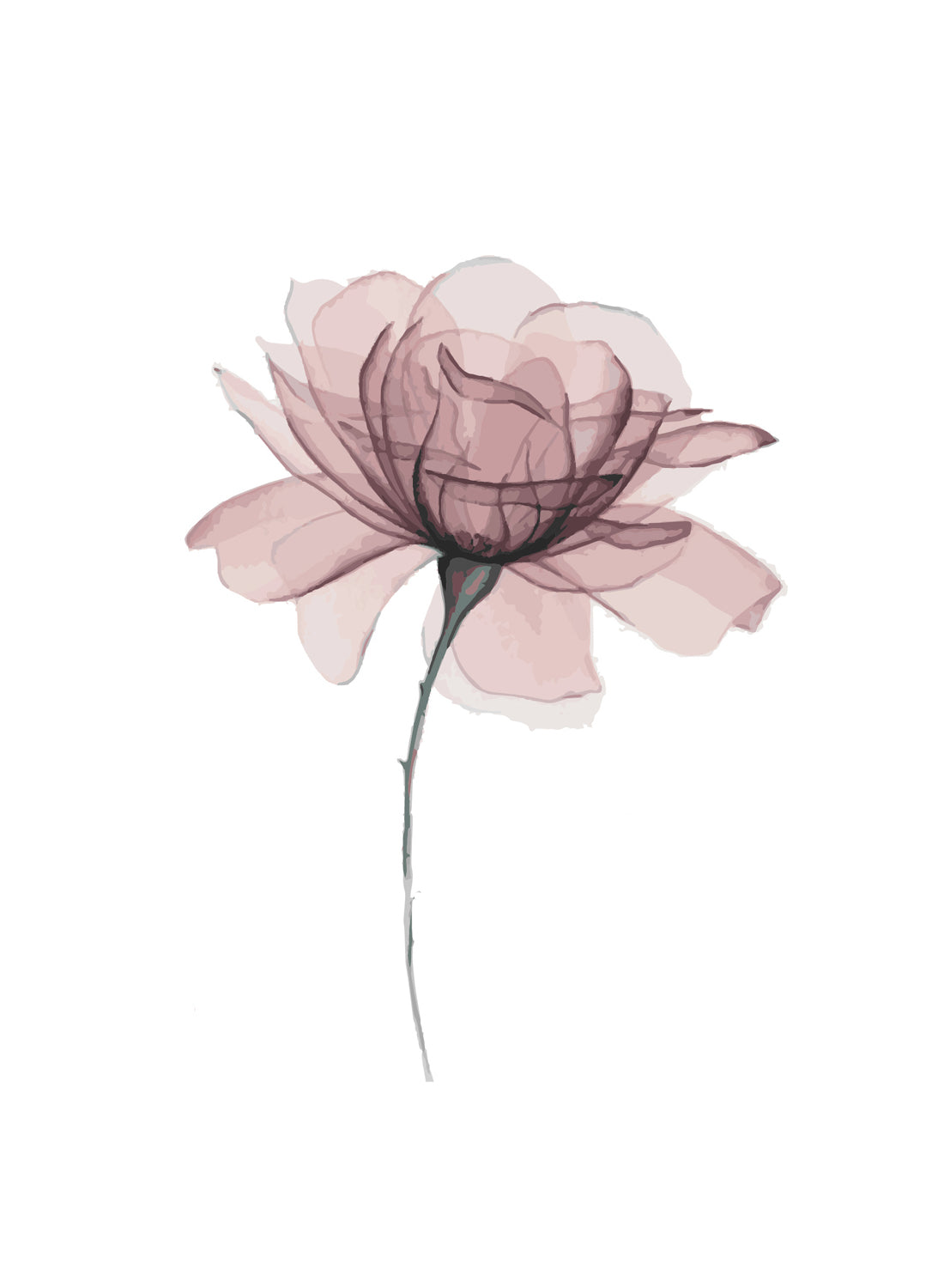 FLOWERS ILLUSTRATION