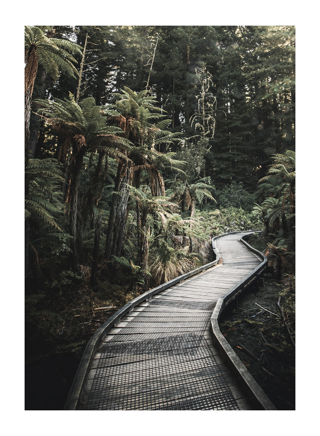 JUNGLE