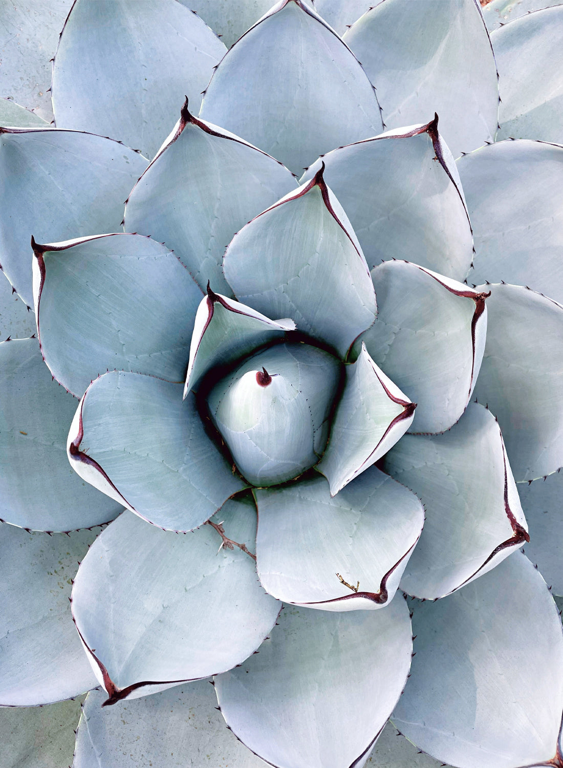 BLUE SUCCULENT PLANT