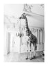 GIRAFFE IN VINTAGE HOUSE