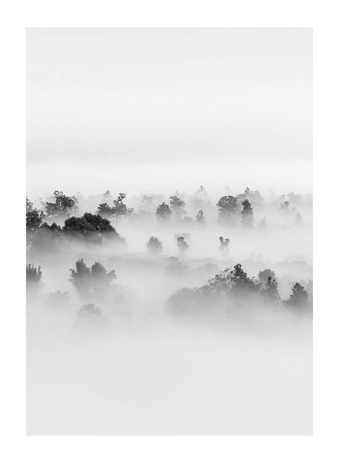 FOREST BLACK WHITE