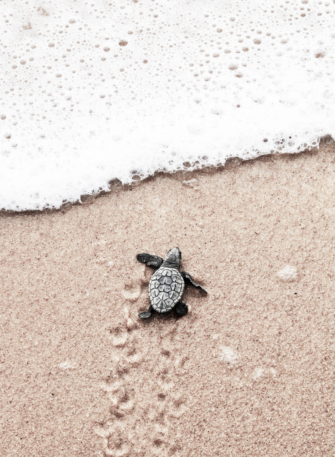 JOURNEY TO THE SEA
