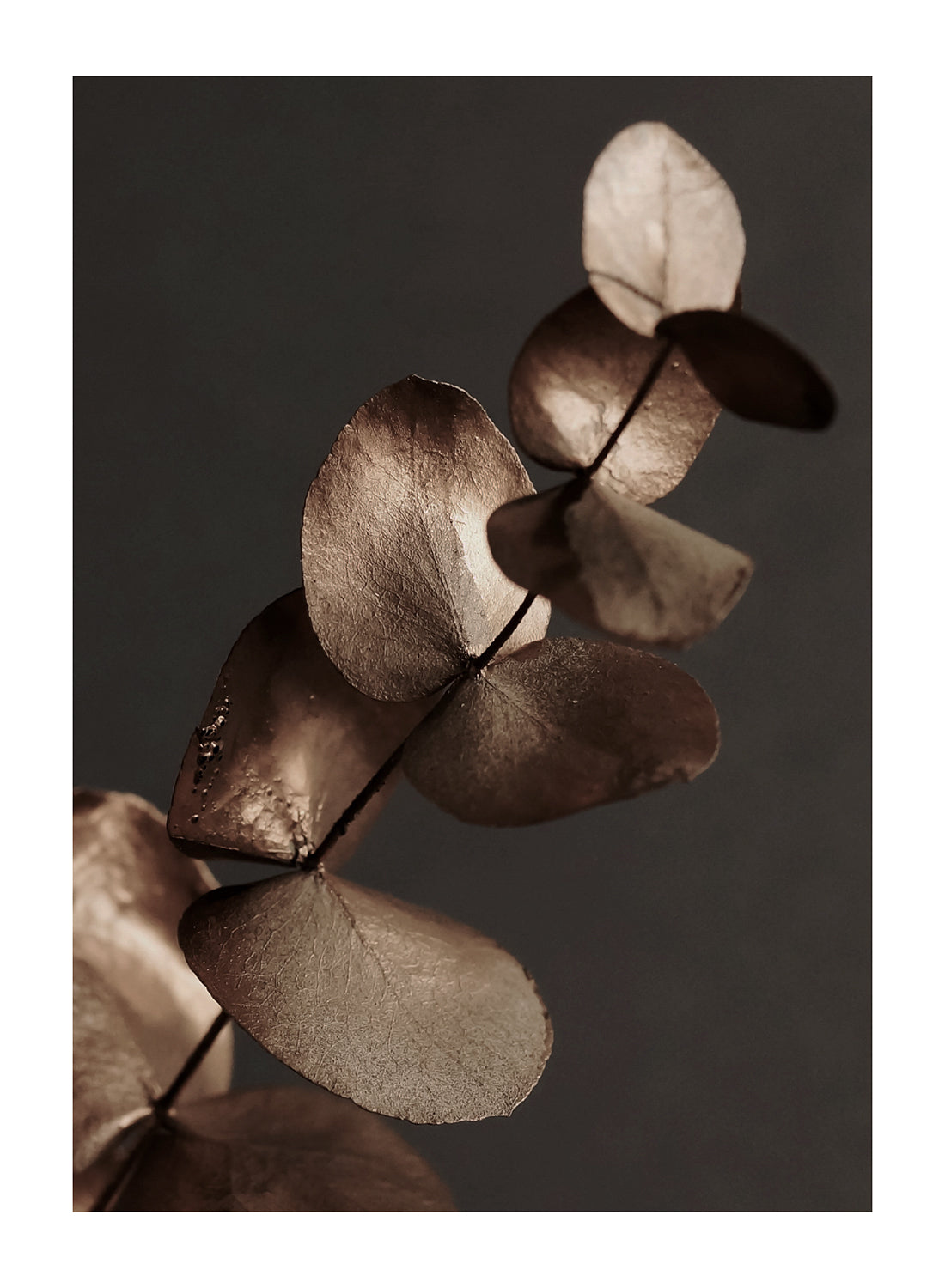 GOLD EUCALYPTUS