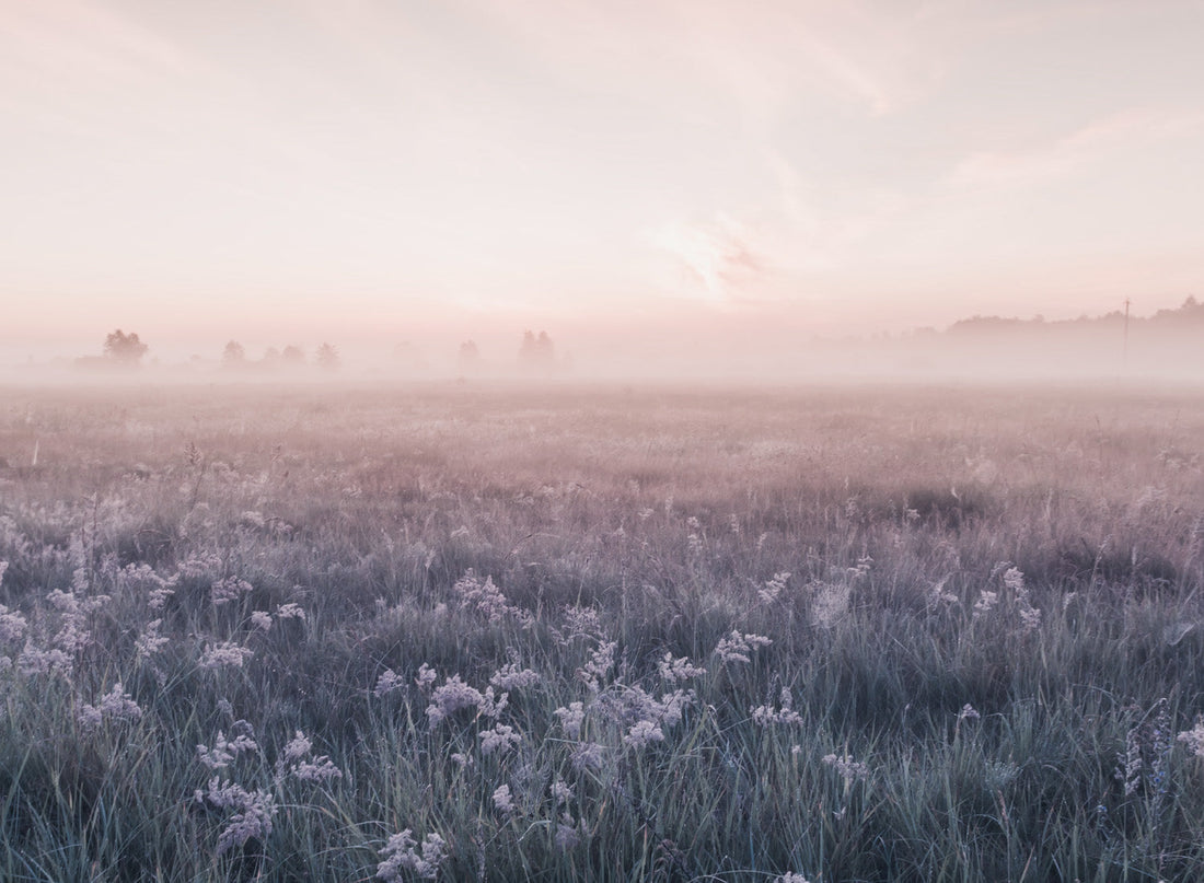 MISTY MEADOW