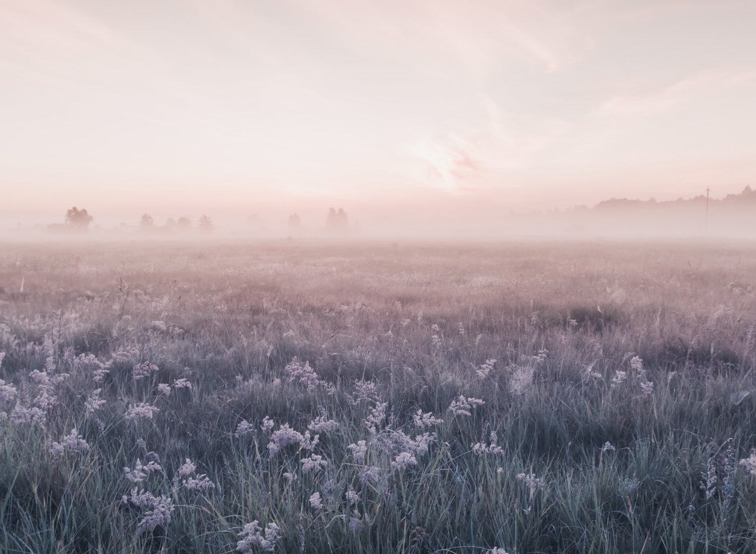 MISTY MEADOW