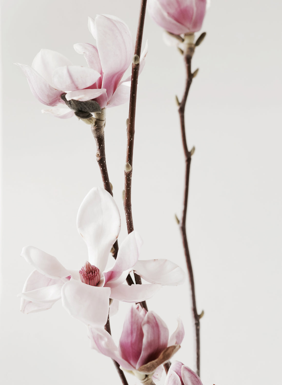 MAGNOLIA PINK