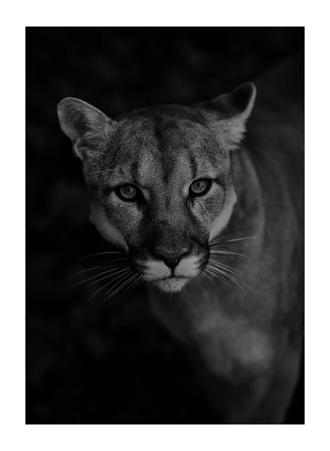 BLACK PANTHER