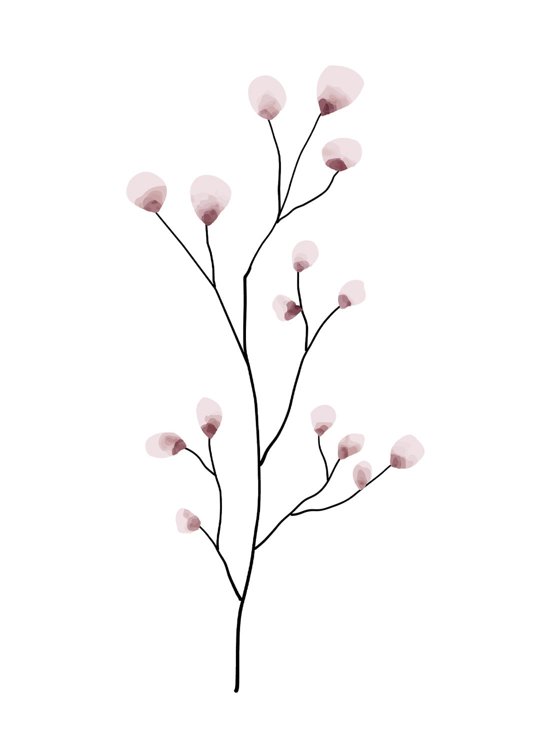 DELICATE BLOSSOMS