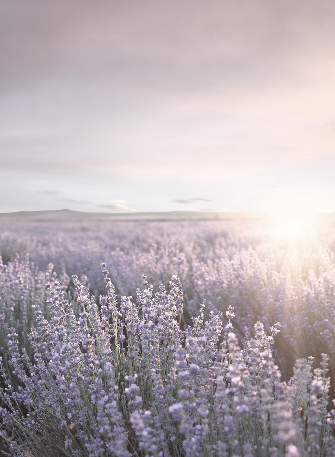 LAVENDER FIELD