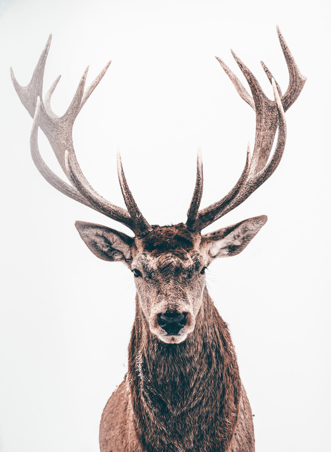 BROWN DEER