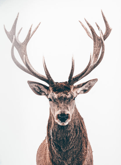 BROWN DEER