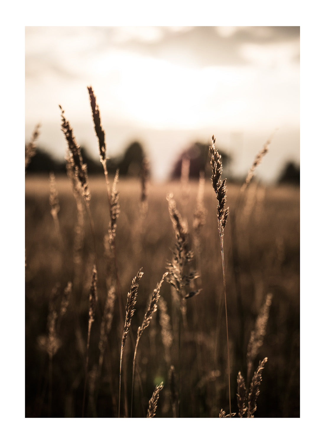 AUTUMN FIELD