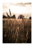 AUTUMN FIELD