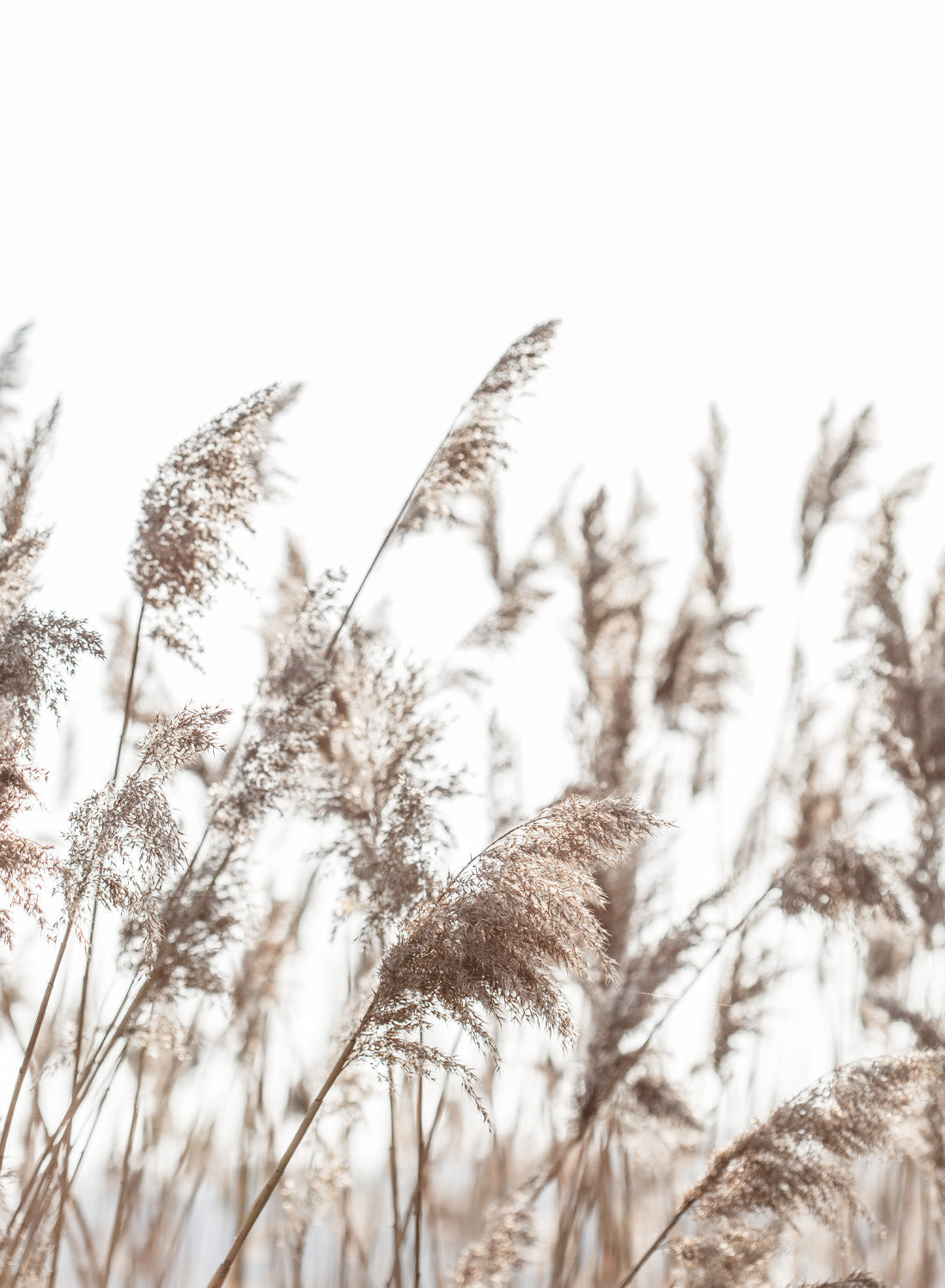 BEIGE GRASS FIELD